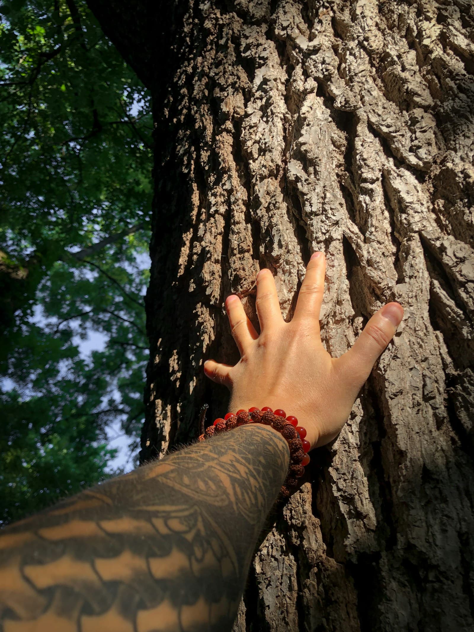 Hand touching the textured bark of a tree as a grounding exercise