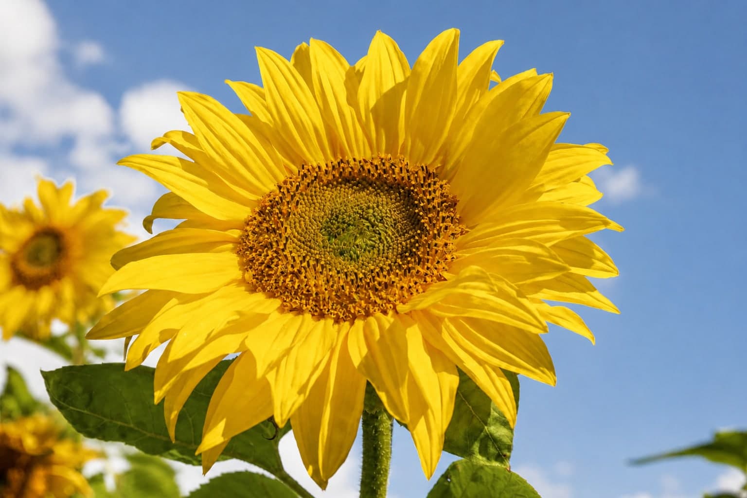 Close-up of a yellow sunflower beneath a natural blue sky